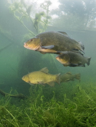 Mating tench. The nice fish with the orange eye. Normally... by Brenda De Vries 